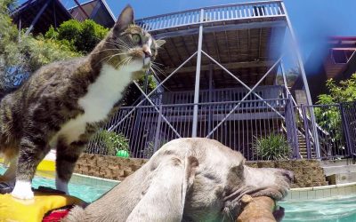 GoPro: Didga the Dog-Surfing Cat