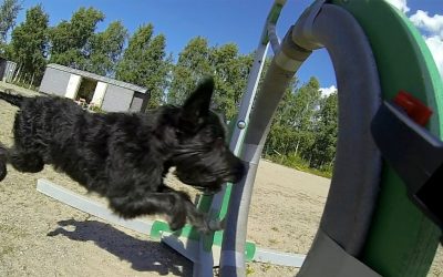GoPro: The Doggy Dash
