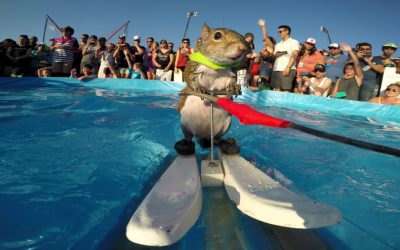 GoPro: Twiggy the Waterskiing Squirrel