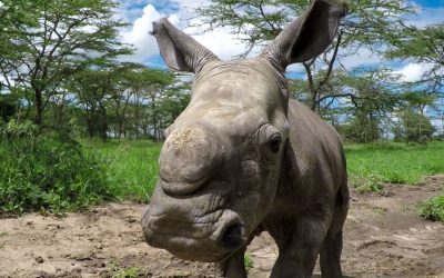 GoPro Cause: Last of the Rhinos – Baby Ringo