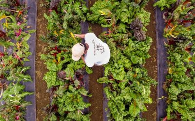 GoPro: Dive, Hunt, Cook with Mark Healey – Ep. 3 – “Connect not Conquer”