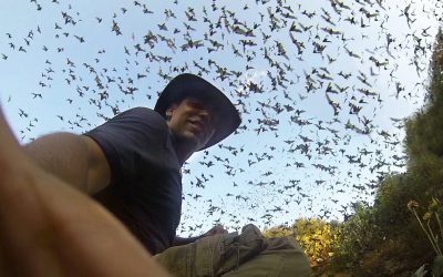 GoPro: One Million Bats