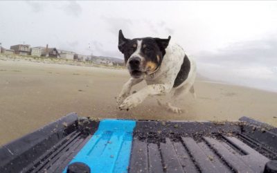 GoPro: Dog vs. Mini Truck