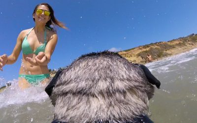 GoPro: Brandy the Surfing Pug