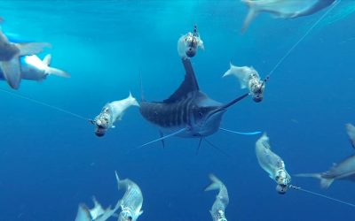 GoPro Awards: Marlin Encounter