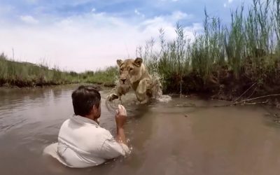 GoPro VR: For the Love of Lions