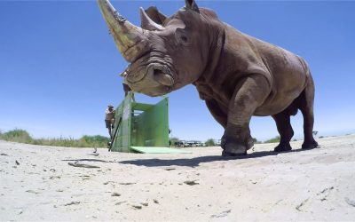 GoPro BTS: The Last of the Rhinos – Inside the VR Shoot