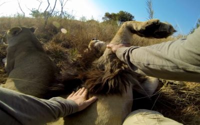 GoPro: Lion Grooming