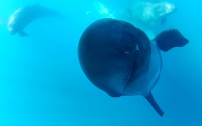 GoPro: Captain Dave and The False Killer Whales