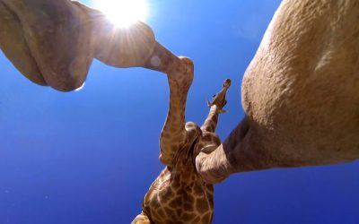 GoPro: Giraffe Kick