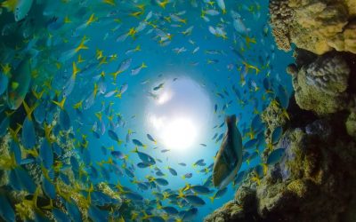GoPro Awards: Great Barrier Reef with Fusion Overcapture in 4K