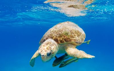 GoPro: 3D Sea Turtle with Andy Casagrande in 2.7K