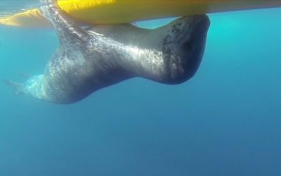 GoPro: Leopard Seal Encounter