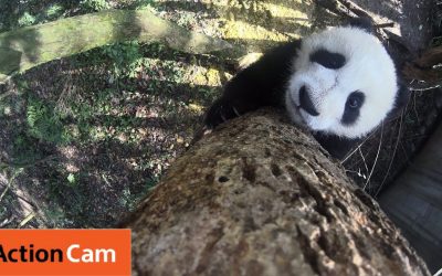 Action Cam | Baby Panda Climbs a Freakin Tall Tree | Panda Cam No.6 | パンダ | Sony