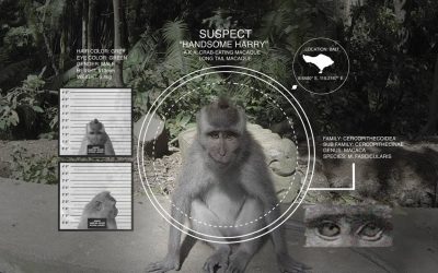 GoPro: Monkey Stole My GoPro