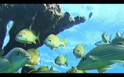 Peaceful Sea in Isla Mujeres, Mexico – 4K | Action Cam | Sony