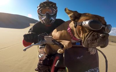 GoPro: Lexus The Dirt Bike Dog