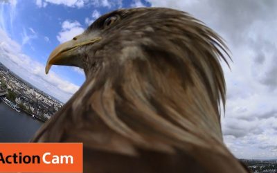 Action Cam | Flying from Cologne Cathedral | The Eagle POV | Sony