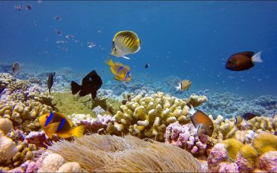 GoPro Cause: Oceanic Preservation Society