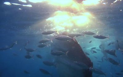 Whale Shark in Oslob, Cebu, Philippines – 4K | Action Cam | Sony