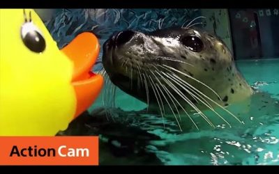 Action Ducks on RC Submarines Meet Sea Animals | Action Cam | Sony