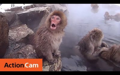 Snow Monkey in Hot Spa | Action Cam | Sony