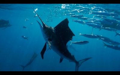 Sailfish Hunting in Isla Mujeres, Mexico – 4K | Action Cam | Sony