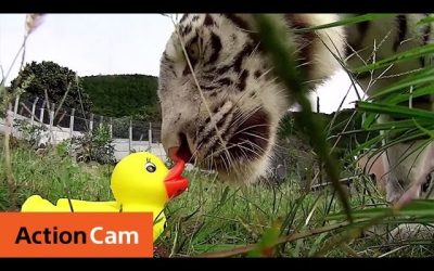 Action Ducks on RC Cars Meet Animals | Action Cam | Sony
