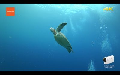Action Cam | Underwater Exploring in Palau – 4K | Sony
