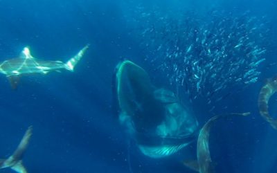 GoPro Awards: Sharks, Dolphins, Penguins and Whales
