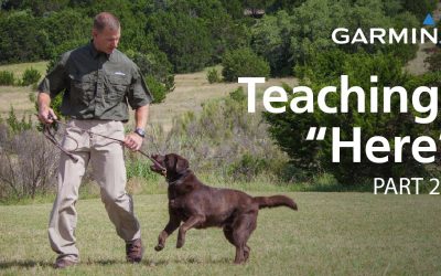 e-Collar Training with Garmin: Teaching “Here” or “Come,” Part 2