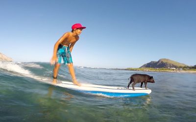 GoPro: Baby Pig Goes Surfing in Hawaii