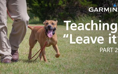 e-Collar Training with Garmin: Teaching “Leave it,” Part 2