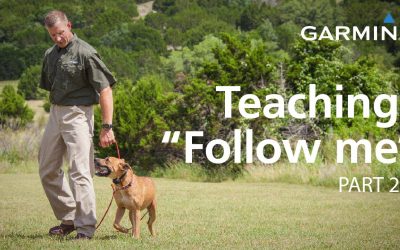 e-Collar Training with Garmin: Teaching “Follow Me” and Collar Conditioning, Part 2