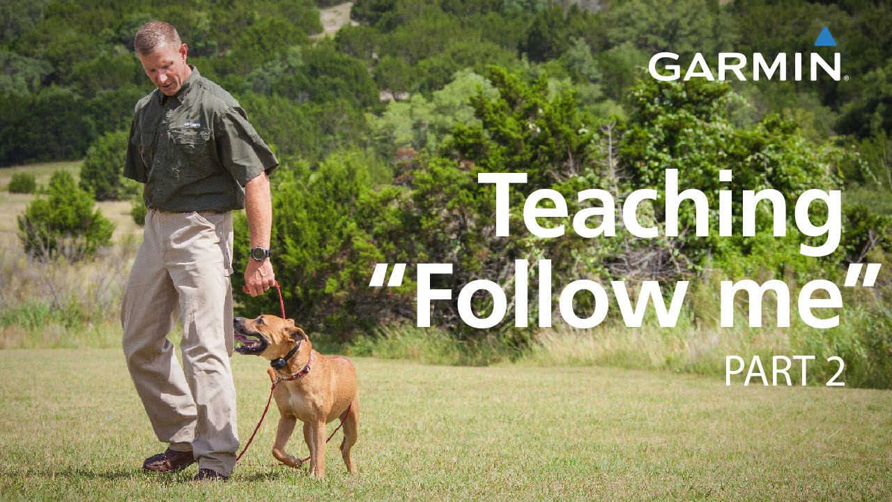 eCollar Training with Garmin Teaching “Follow Me” and Collar