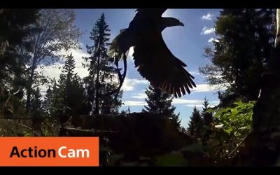 The Eagle vs. Bike Race | Action Cam | Sony