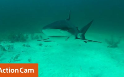 Action Cam | Hugo Reiner – Shark Whisperer | Sony