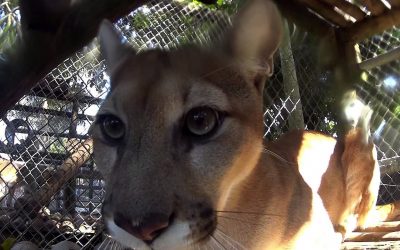 Up close and personal with Sabal and Chris Gillette | Action Cam | Sony