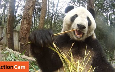 Action Cam | Bamboo Heaven part 2  | Panda Cam No.9 | パンダ | Sony