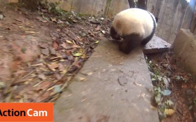 Action Cam | Baby Panda on the Run | Panda Cam No.2 | パンダ | Sony