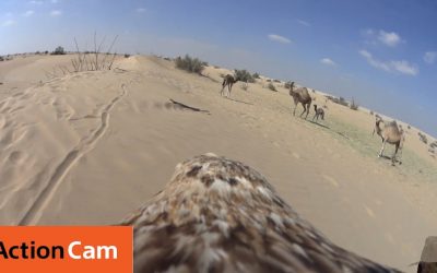 Flying Through Dubai with Camels – The Eagle POV | Action Cam | Sony