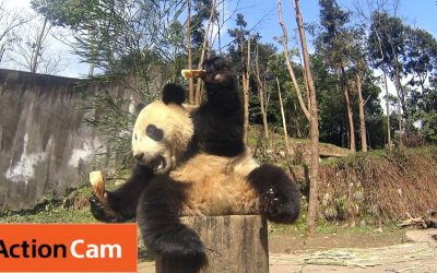 Action Cam | Panda Fail in Slo-Mo | Panda Cam No.1 | パンダ | Sony