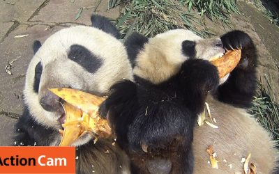 Action Cam | Bamboo Heaven | Panda Cam No.3 | パンダ|  Sony