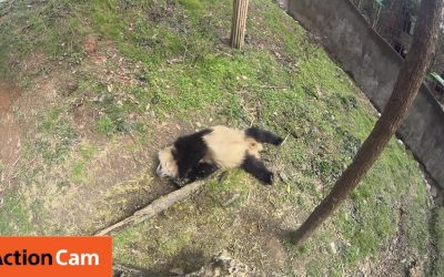 Action Cam | A Bad Wake Up Call | Panda Cam No.10 | パンダ | Sony