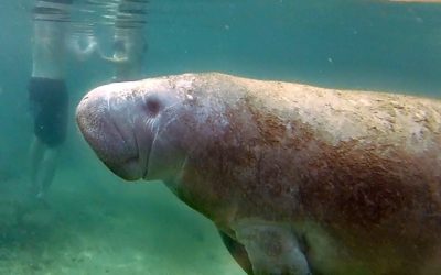 GoPro: Gentle Giants