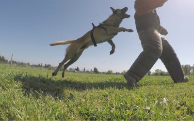 GoPro: Becks the Bomb Rescue Dog – A True Hero