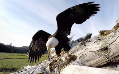 GoPro Awards: Eagle Steals GoPro
