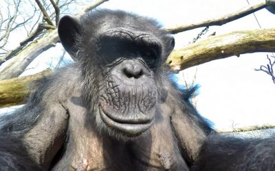 GoPro: Chimp vs. Drone at the Zoo