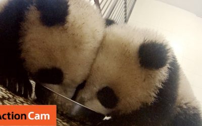 Action Cam | When a Bowl of Milk Ain’t Enough  | Panda Cam No.8 | パンダ | Sony