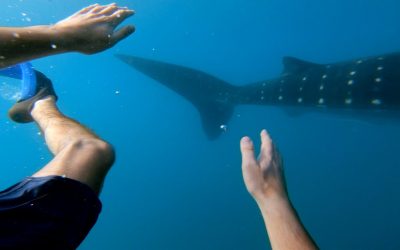 GoPro: Swimming with Whale Sharks | Philippines #TripOn
